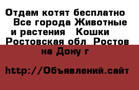 Отдам котят бесплатно  - Все города Животные и растения » Кошки   . Ростовская обл.,Ростов-на-Дону г.